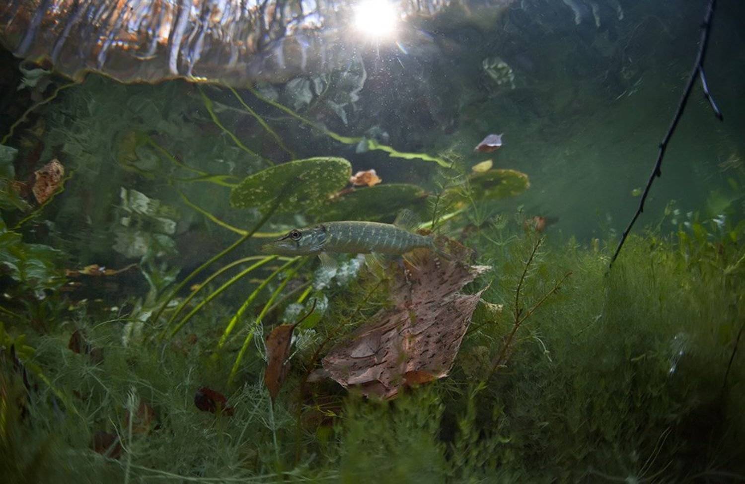 Разноцветье. Автор: Эдуард VTORNIK Николаев , Эдуард VTORNIK Николаев