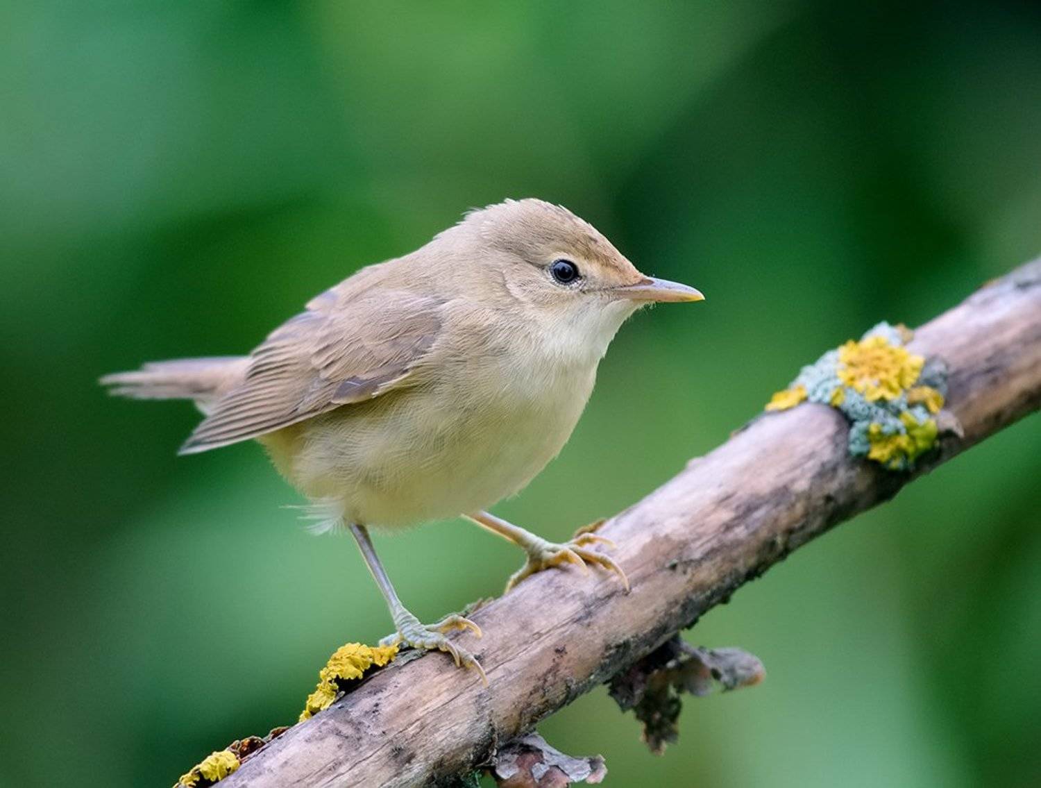***. Автор: Alexey Gnilenkov , Alexey Gnilenkov