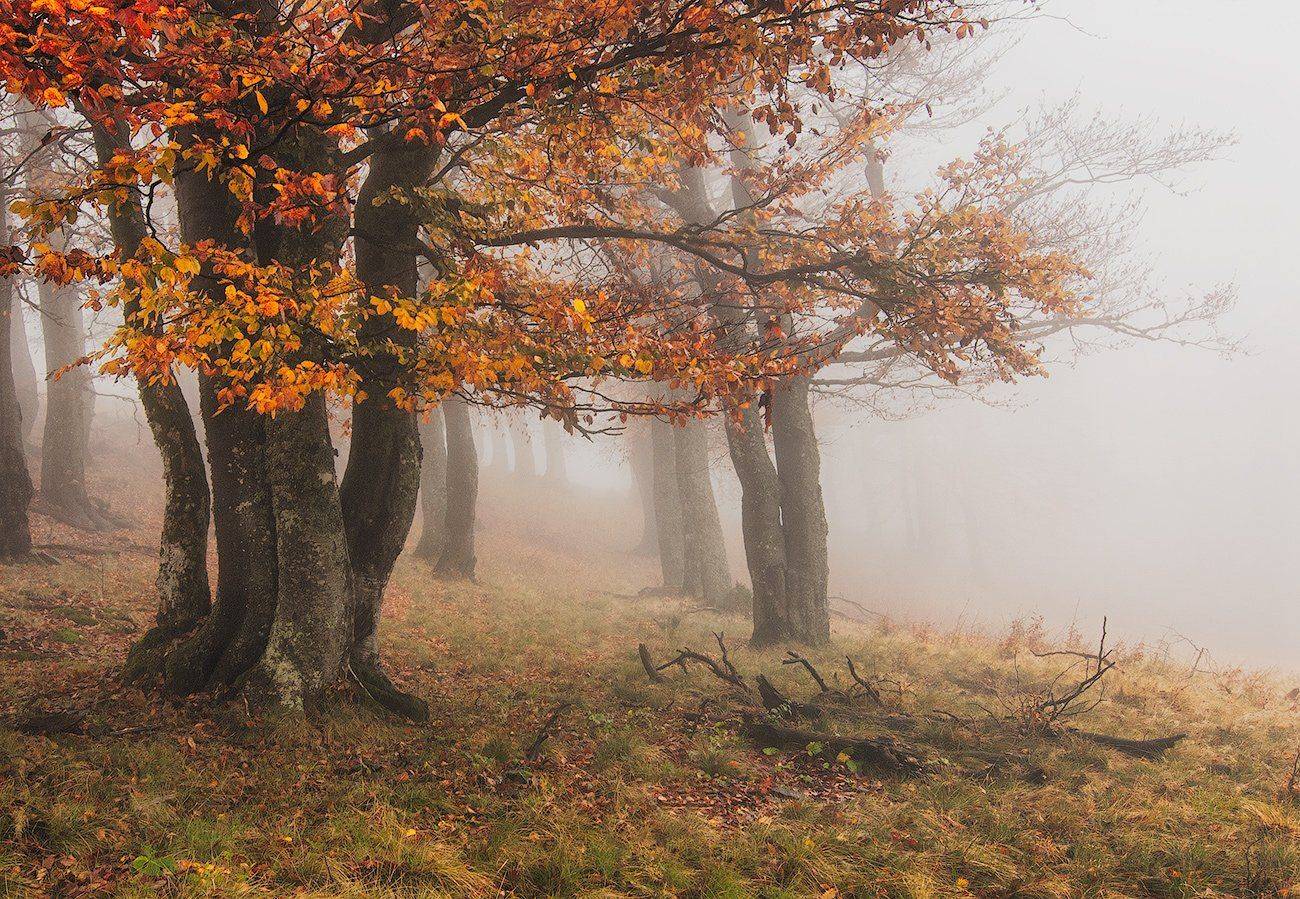 Туманное утро. Автор: flyman Октябрь, Осень, Туман, flyman