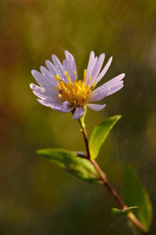 осень, цветок, утро, роса, сентябринка Цветы осениphoto preview