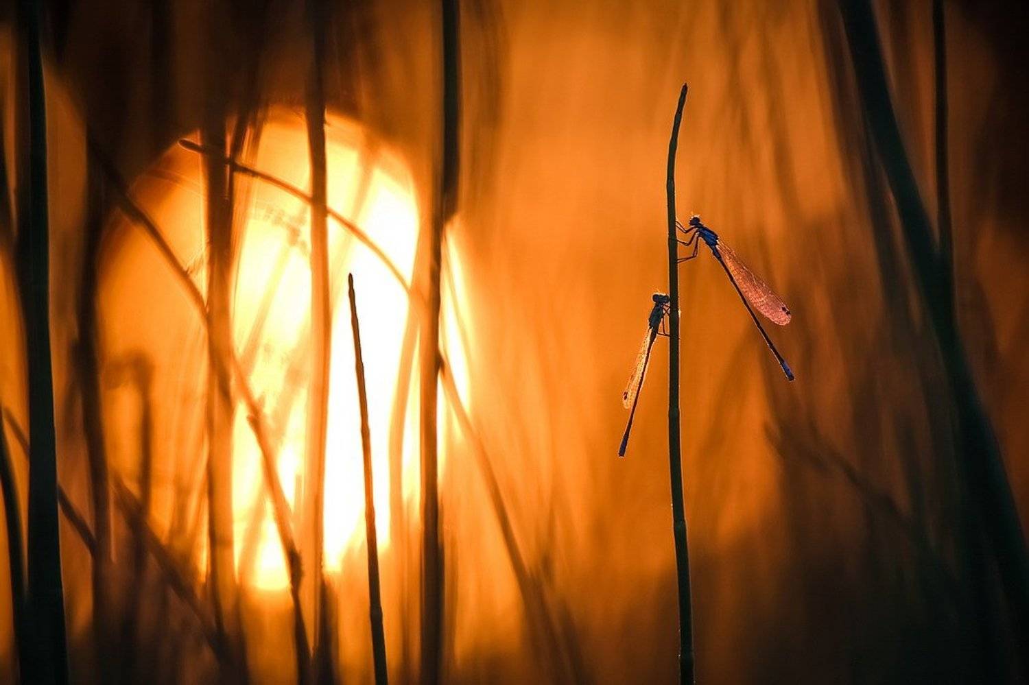 , Вячеслав Мищенко