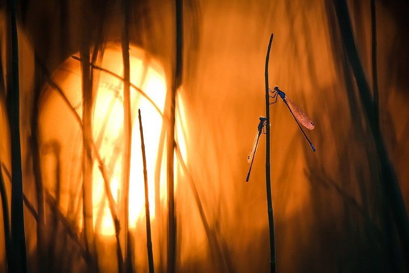 Подружки.photo preview