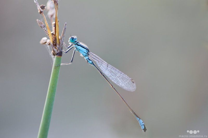 Macro-insomnia, Кривошеев, Макро, Насекомые, Стрекоза, Стрелка Стрелкаphoto preview