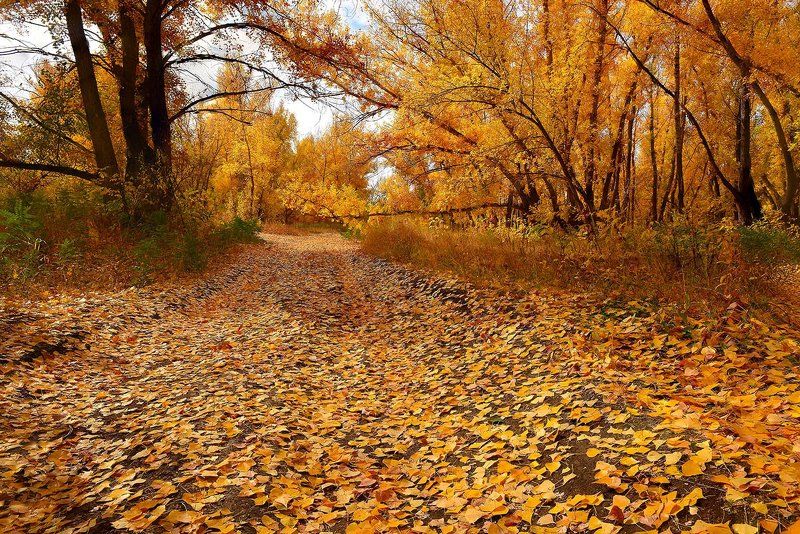 Осенние дорогиphoto preview