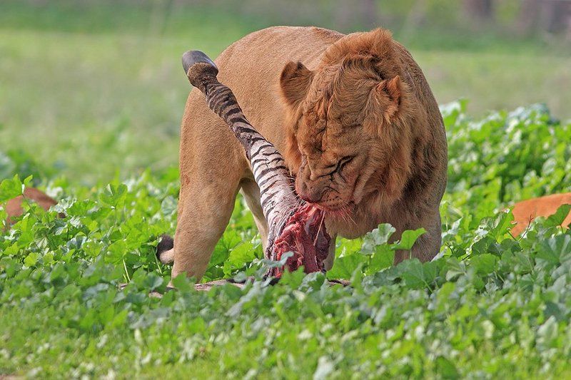 Про жиго и улыбкуphoto preview