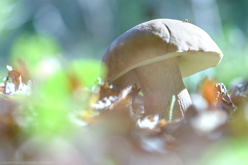 Autumn, Foliage, Food, Forest, Leafs, Mushroom, Sun, Грибы, Лес, Осень Autumn mushroomsphoto preview