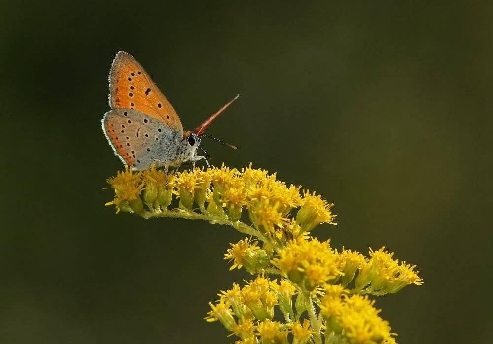 , Чепленко Алексей