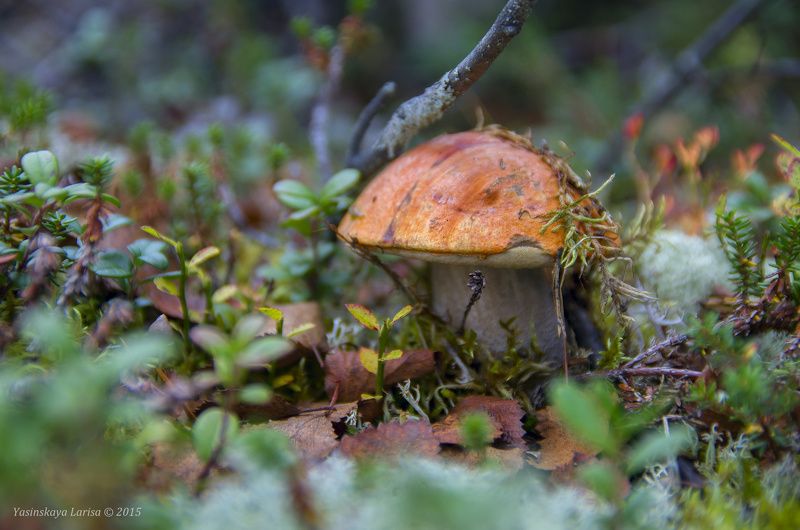 По грибочкиphoto preview