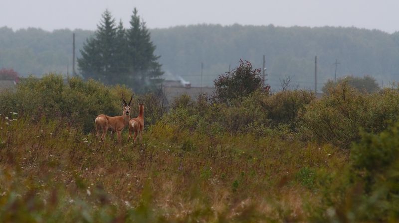 В сентябреphoto preview