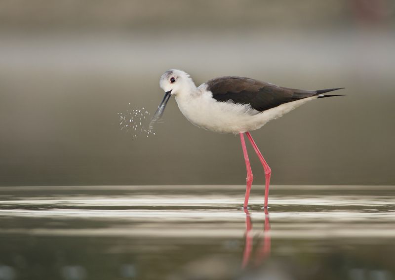 Ходулочник фото превью