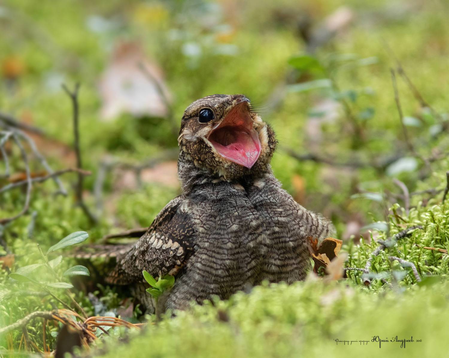 козодой обыкновенный, Юрий Андреев