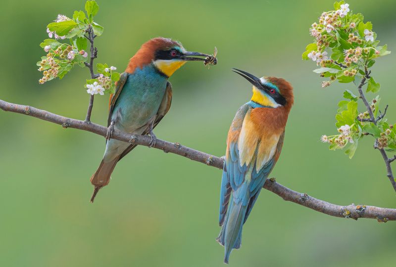 птицы, щурки, фотоохота, природа, весна, лето Ухажерphoto preview