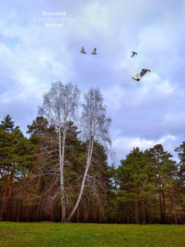 пейзаж, природа, сосновый, бор, деревья, берёза, осень Берёзаphoto preview