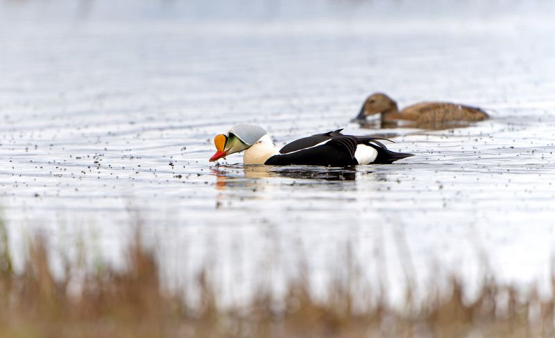 гага-гребенушка, ямал, хирономиды, somateria Гребенушки за обедомphoto preview