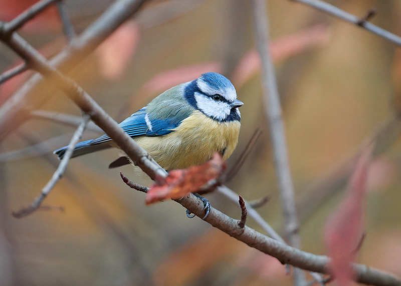 лазоревка Лазоревкаphoto preview