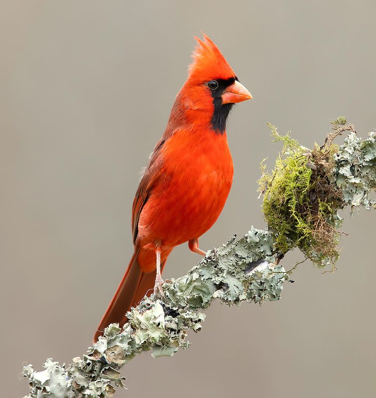 красный кардинал, northern cardinal, cardinal,кардинал, осень Northern Cardinal, male - Красный кардинал, самецphoto preview