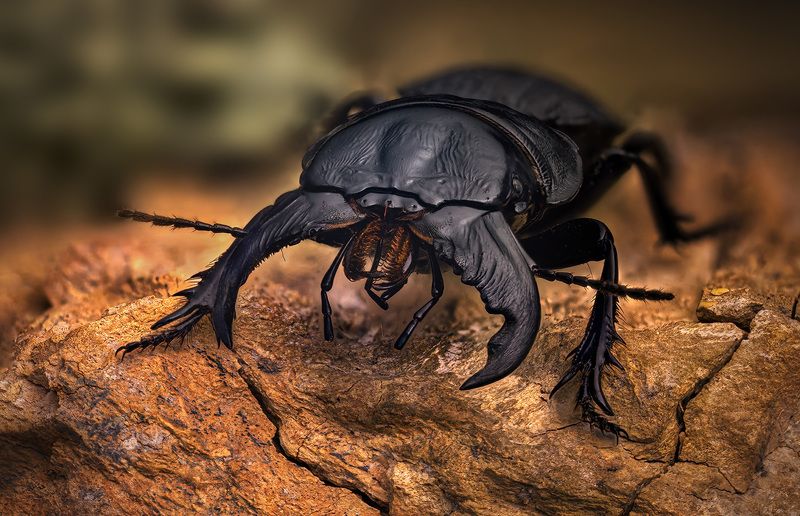 carabidae, crepidopterus #decorsei Жужелицаphoto preview