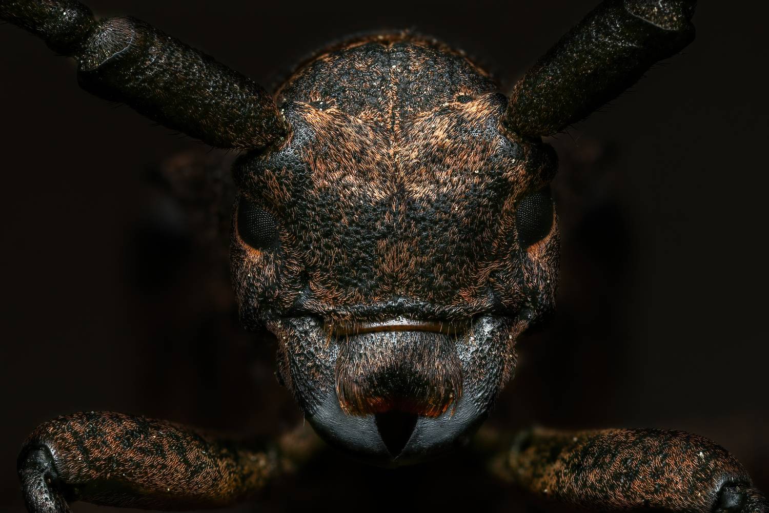 Портрет усача. Автор: Глеб Коровко , Глеб Коровко