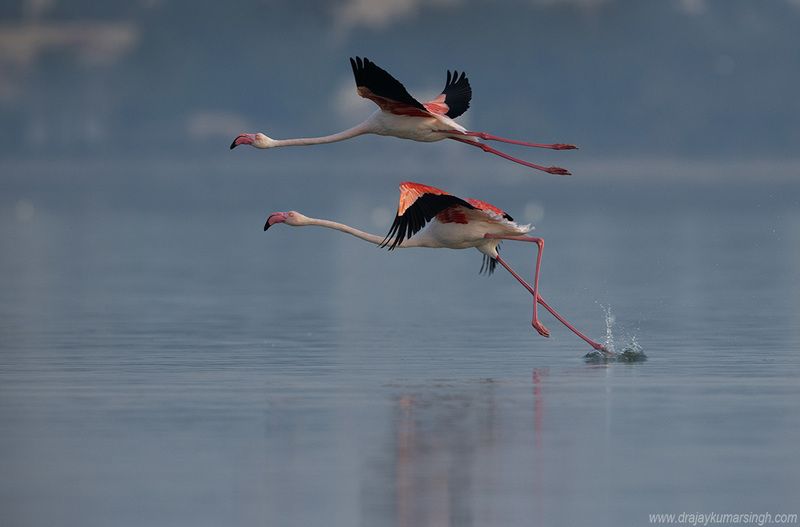 Greater flamingos flying Greater flamingosphoto preview
