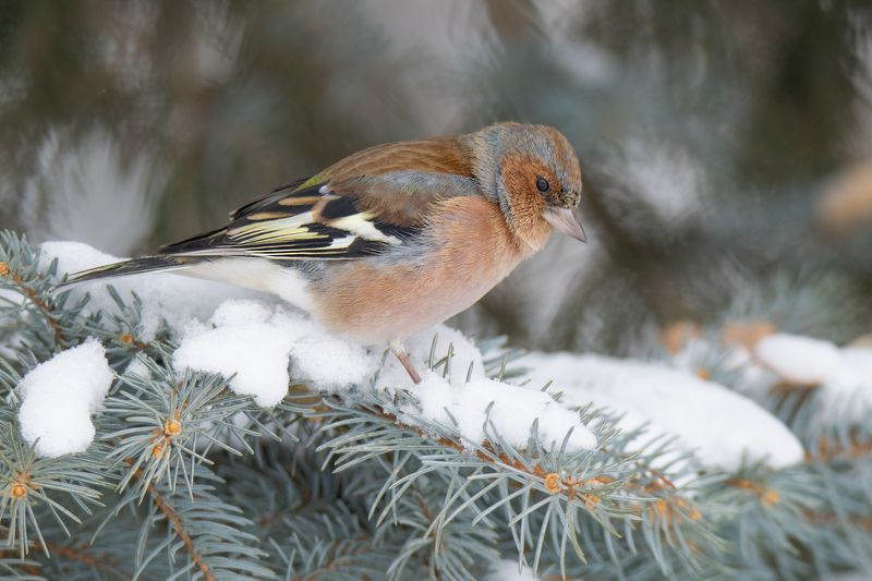 зяблик ,fringílla coеlebs,ставрополь,птицы Зяблик (лат. Fringílla coеlebs)photo preview