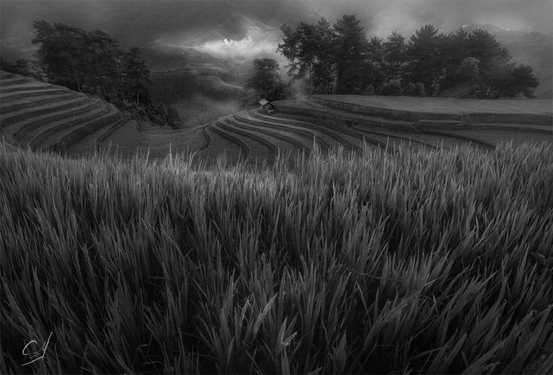 ****Ricephoto preview