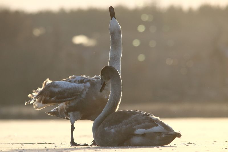 животные, природа, птицы, лебеди, зима, анималистика, самара На льдуphoto preview