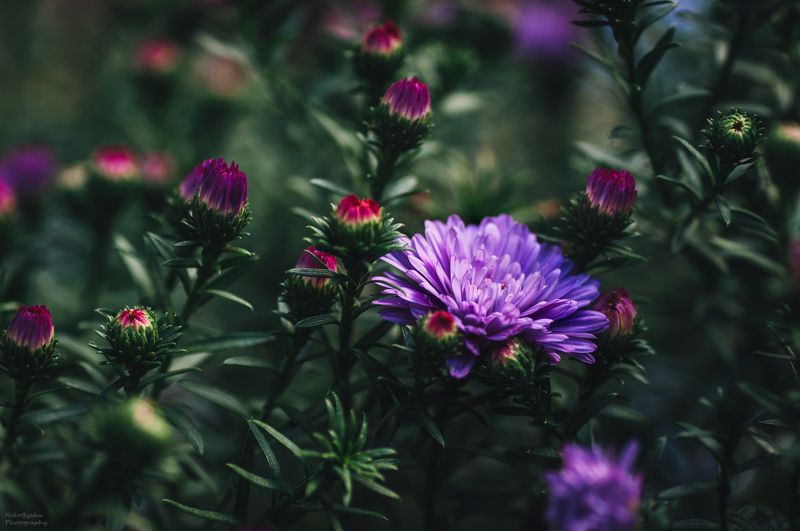 макро, природа, растения, цветы, астра, macro, nature, plants, flowers, aster, Астраphoto preview