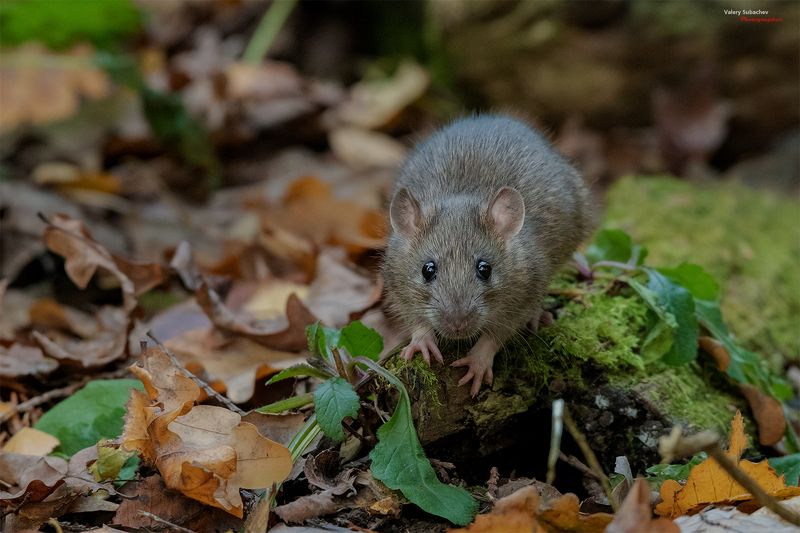 Здрастиphoto preview