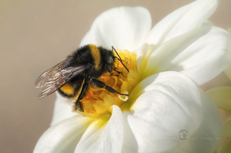 шмель, цветущий октябрь, цветок, фотоохота, усики, пушок, подглядывание, насекомое, макросъёмка,  георгин, macro, live for the story, kwanon photo, dahlia, canon photo Шмель в октябре фото превью