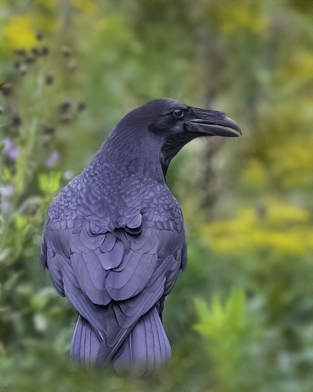 ворон, лес Он обернулся посмотреть...photo preview