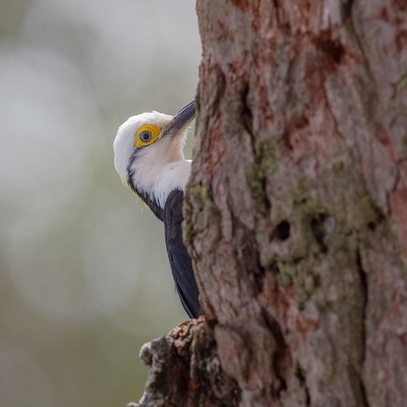 птицы, уругвай ***photo preview