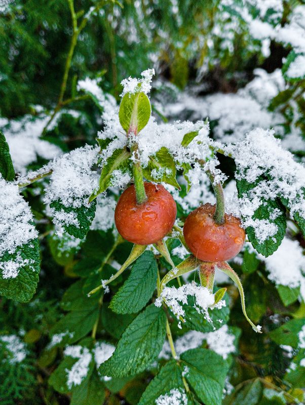 Парочка ягод шиповникаphoto preview