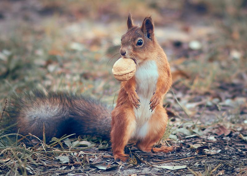 белочка с орешком Белочка с орешкомphoto preview