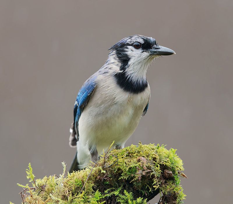 cойка, blue jay, jay, birds, птицы, зима, winter Blue Jay - Голубая сойкаphoto preview