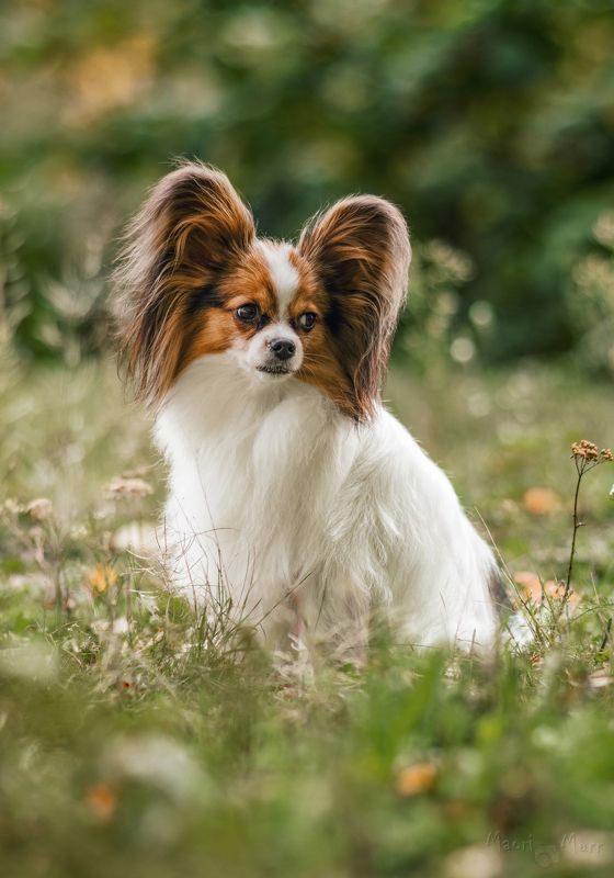 собака, папильон Папильонphoto preview