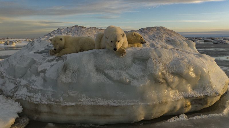 чукотка ,арктика, медведь белый, медведь полярный, медведь морской, медвежья семья, медвежата Отдых на закате...photo preview