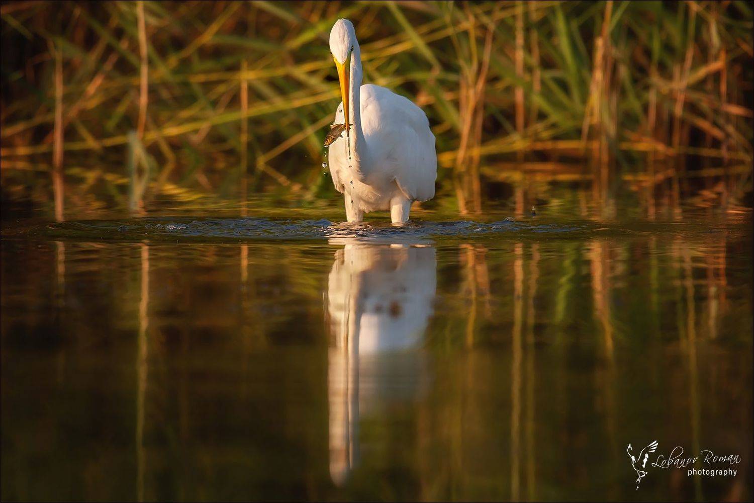 , Лобанов Роман