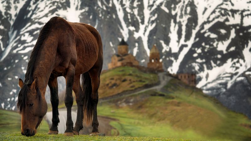 грузия, казбеги, церковь, степанцминда, конь, лошадь, horse, georgia Казбегиphoto preview
