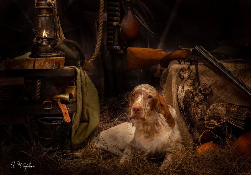 английский, сеттер, охота, портрет, студийный, дичь, ружье, собака, добыча, вальдшнеп, амуниция, сельский, винтаж, подворье Английский сеттер. Портрет после охотыphoto preview