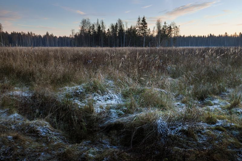 лес, деревья, осень, снег, пейзаж В ноябрьском лесуphoto preview