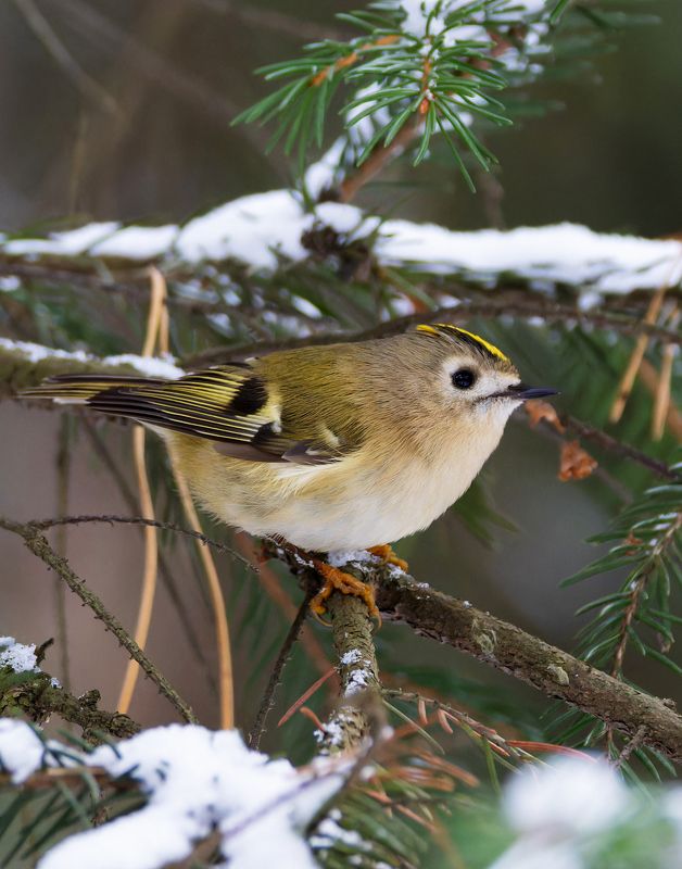 желтоголовый королек, королек, птицы, фото птиц Желтоголовый королек. (Regulus regulus)photo preview