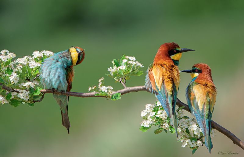 птицы щурки лето Дорогой, я хочу такой же купальник!photo preview