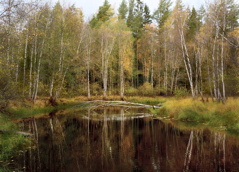 осень золотаяphoto preview