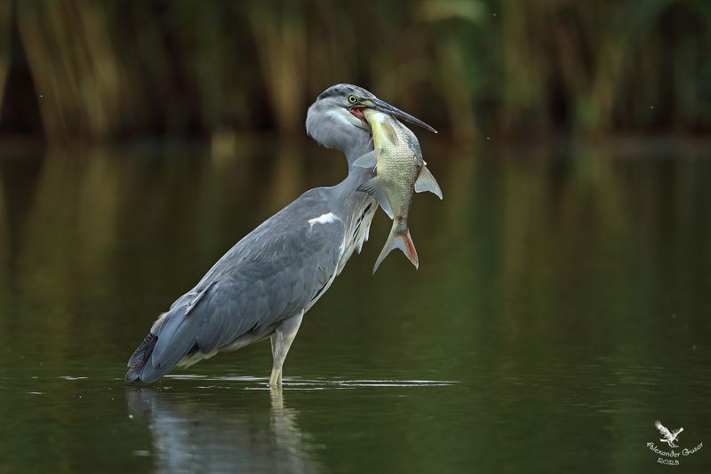 серая цапля. Рыбачкаphoto preview