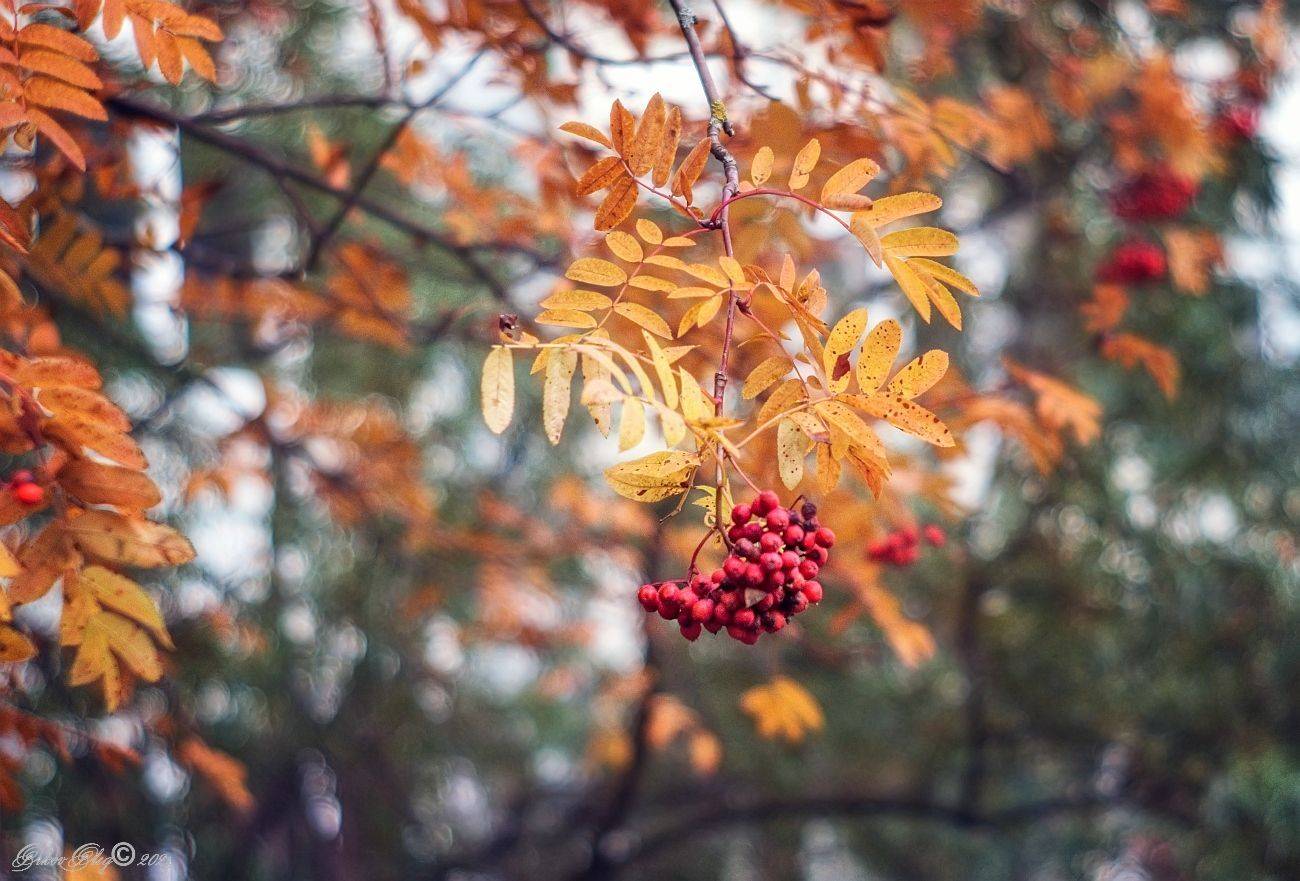 , Орлов Олег