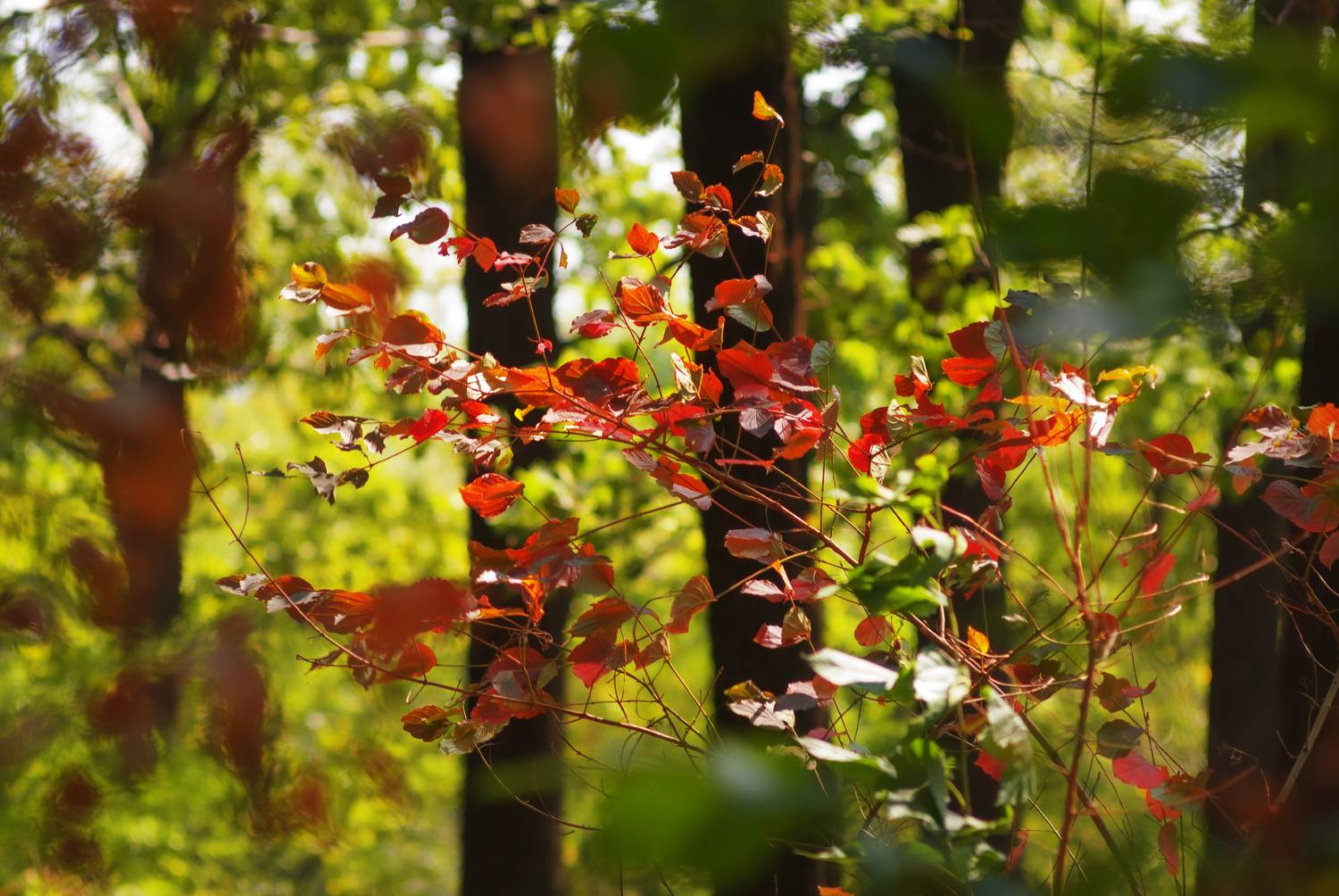 Рдеющие листья.. Автор: Лысенко Сергей , Лысенко Сергей