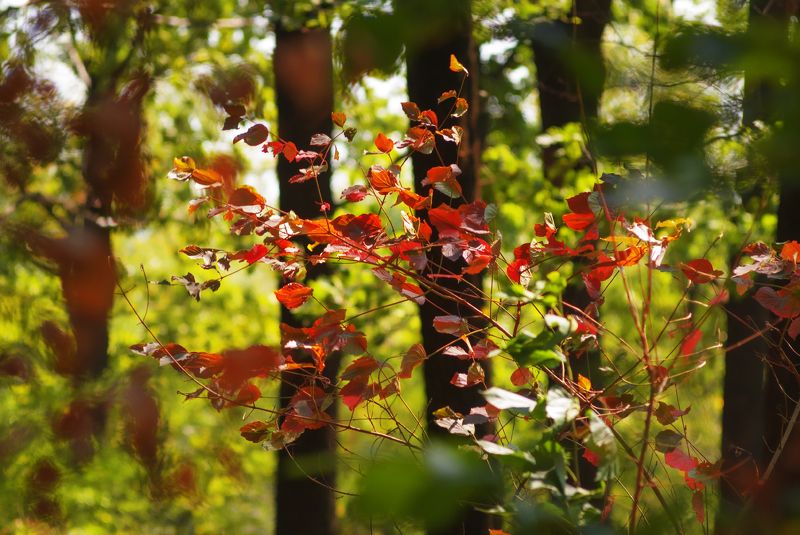 Рдеющие листья.photo preview