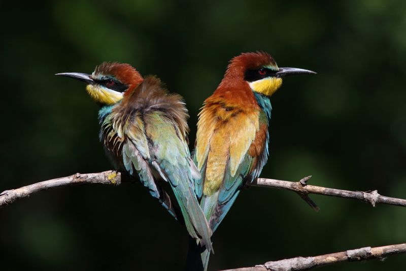 животные, природа, птицы, щурки, лето, анималистика, самарская область Двоеphoto preview