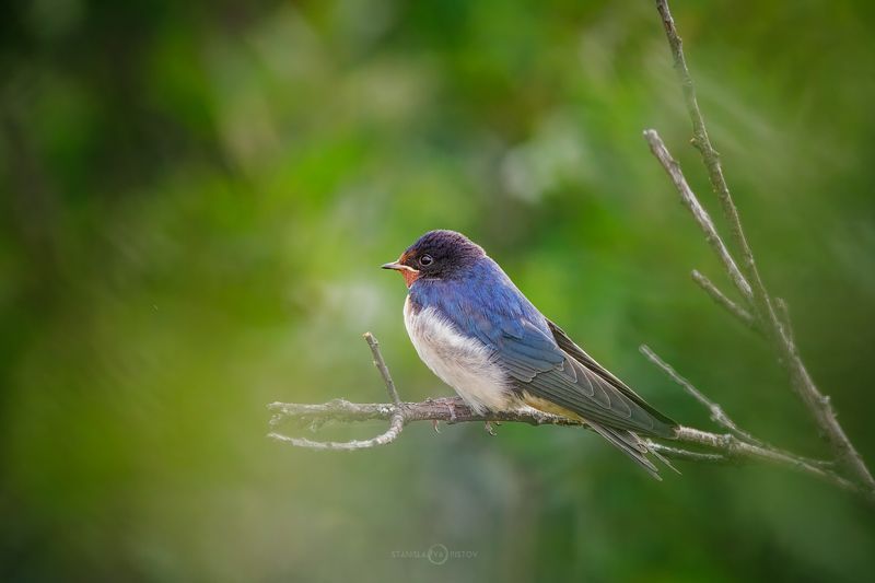 Ласточкаphoto preview