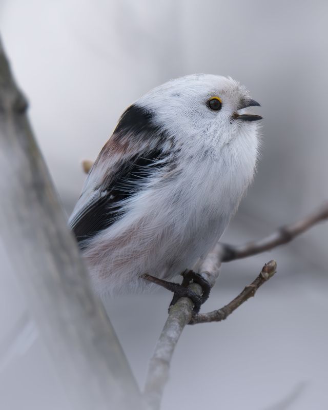 Ополовник или Длиннохвостая синица, Aegithalos caudatusphoto preview